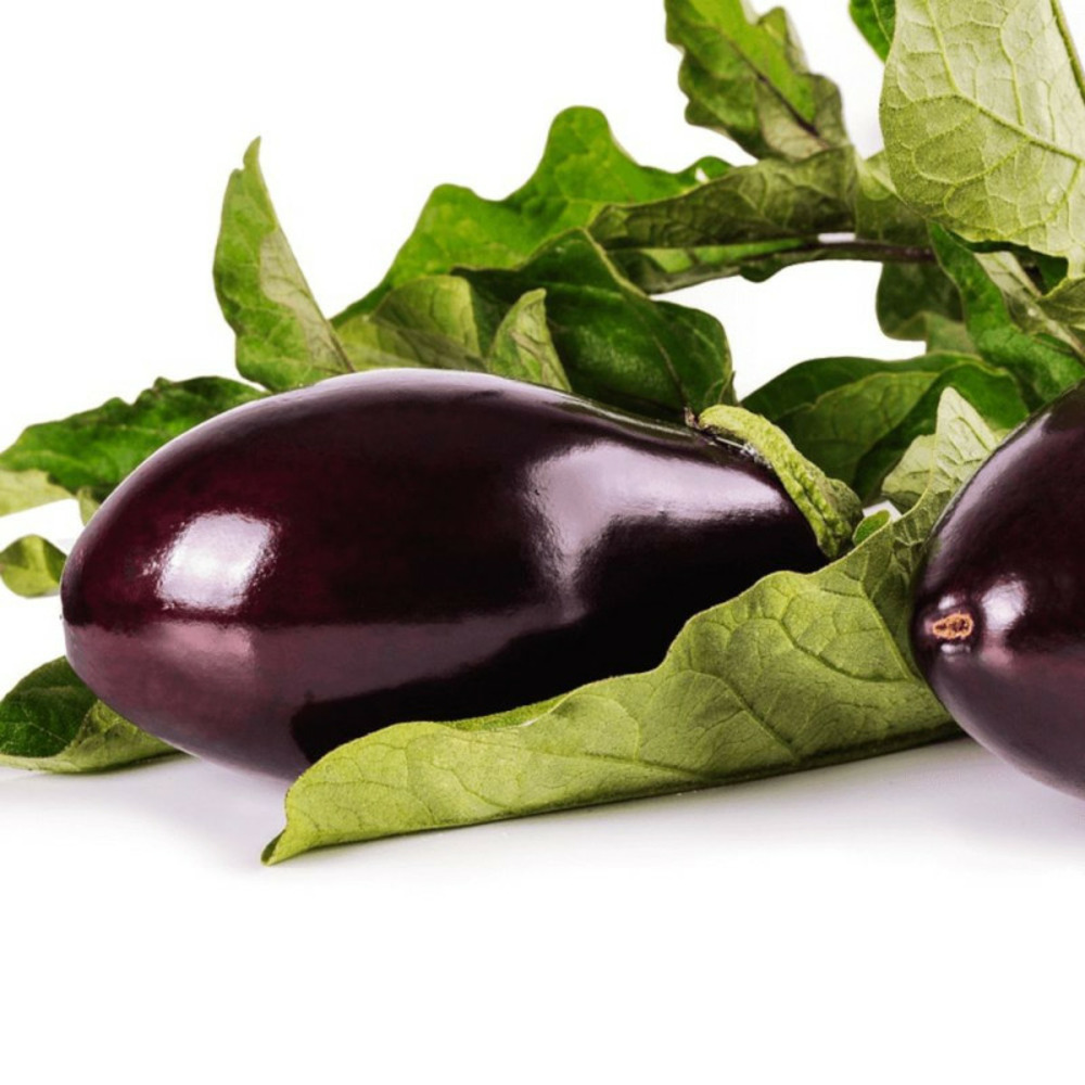 Plant d'aubergine bonica lot de 3 godets