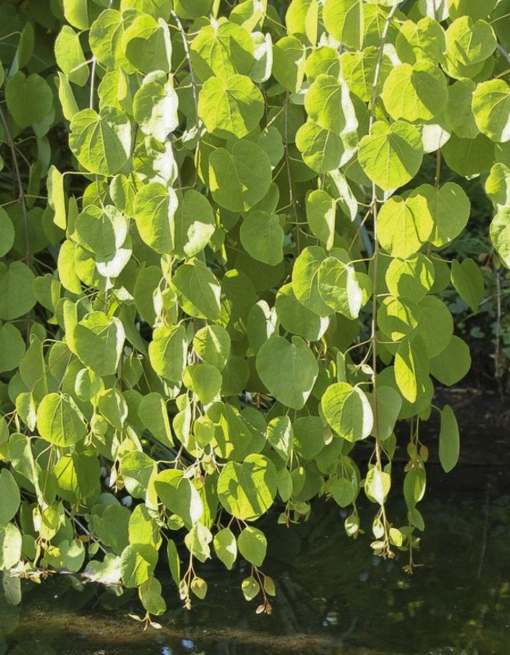 Arbre à caramel pleureur pot de 4l/5l