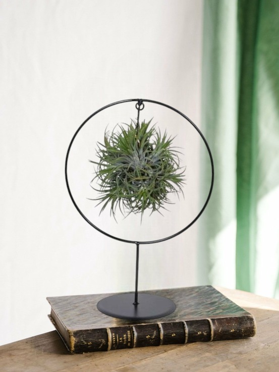Tillandsia sur socle d17cm 30cm - plante d'intérieur