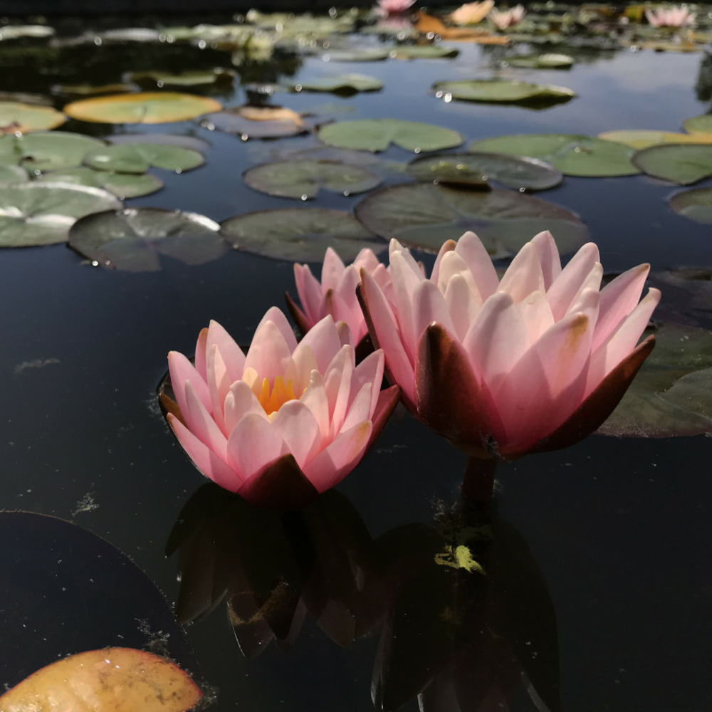 Nymphaea 'Marliacea Rosea' - nénuphar mature en racines nues avec tiges, feuilles et boutons.