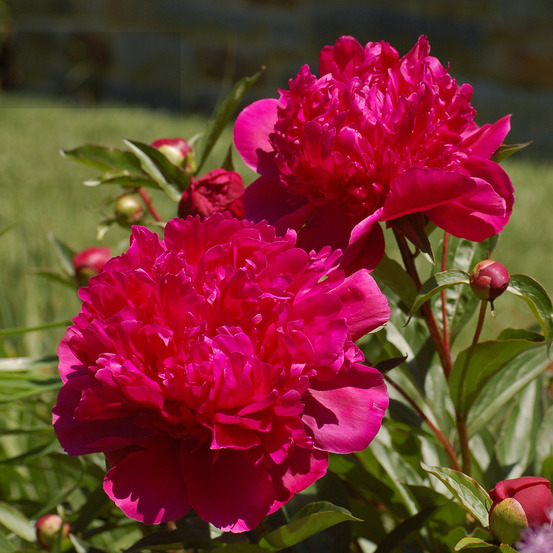 Pivoine de chine 'big ben' pot de 3l/4l