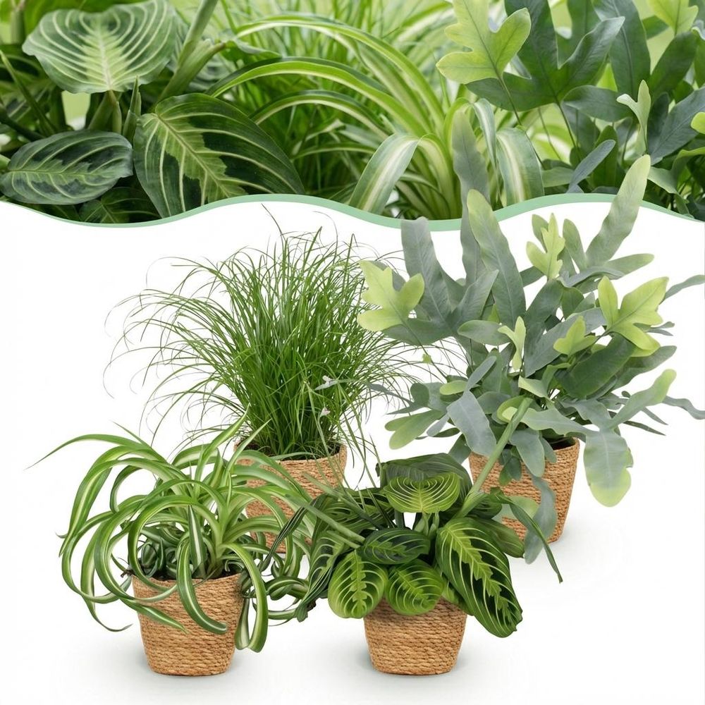 Chlorophytum - cyperus - phlebodium - marantha - pet-friendly - pot de 12cm - hauteur 25cm - plantes d'intérieur