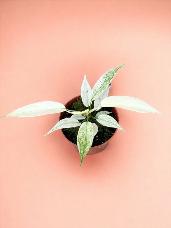 Philodendron florida ghost