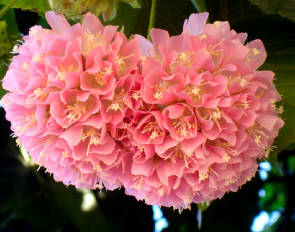 Dombeya x cayeuxii 65l 200/220 cm