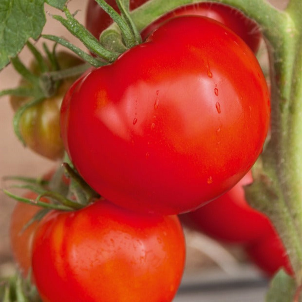 Tomate saint pierre, le sachet / 2g / ±600 graines