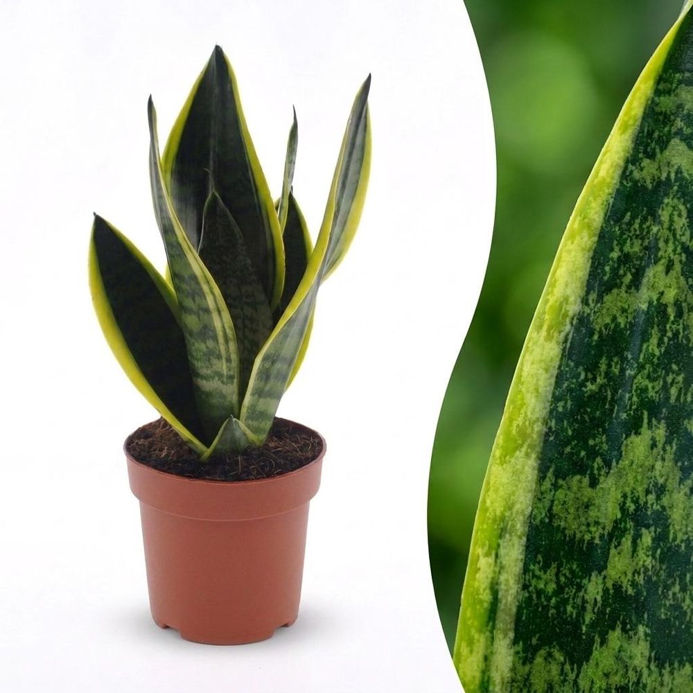 Sansevieria futura superba - langue de belle-mère - pot de 12cm