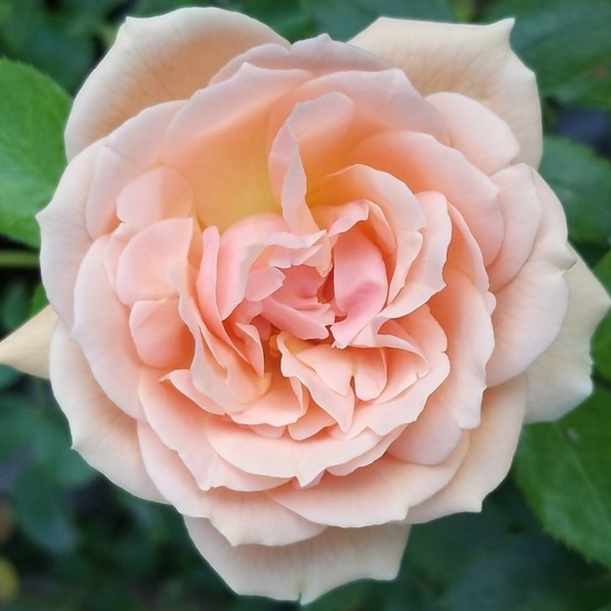 Rosier arbuste 'garden of roses'® pot de 4l/5l