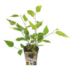 Mûrier - morus 'mojo berrie' - plante d'extérieur en pot de pépinière ⌀13 cm - ↕15-20 cm