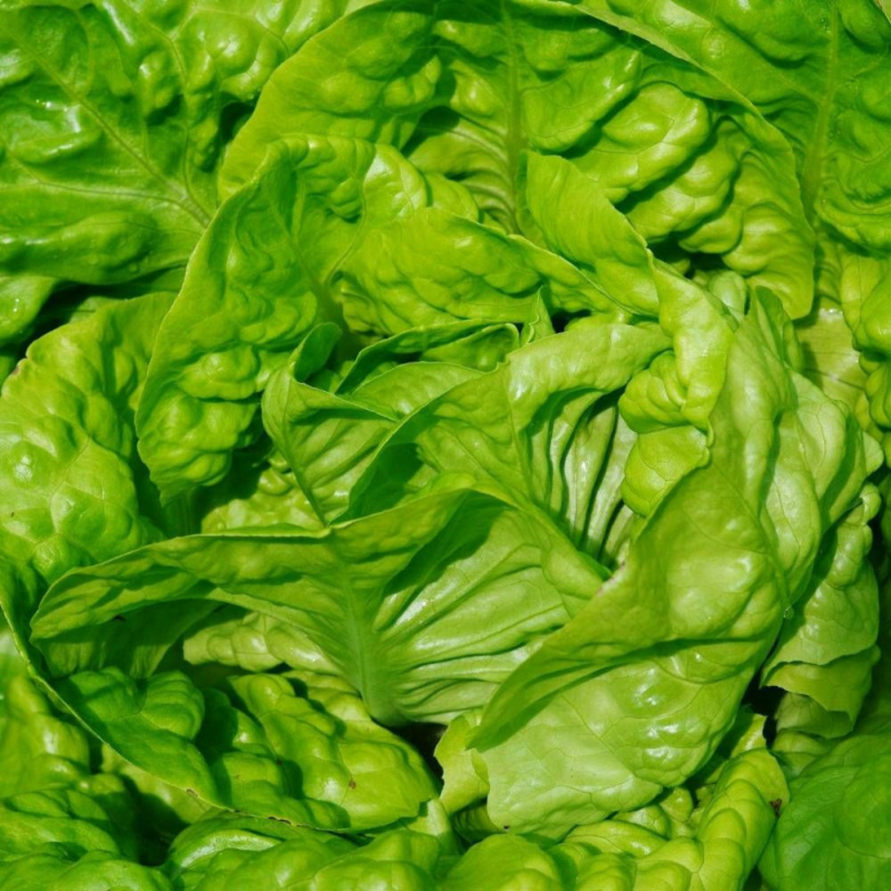 Graines de laitue pommée grosse blonde paresseuse - vilmorin sachet