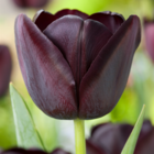 Tulipa queen of the night x80 - tulipe noire - bulbes de fleurs vivaces résistants à l'hiver pour jardin, terrasse ou balcon