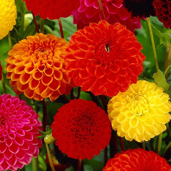 5 dahlias pompon en mélange ball bio - le sachet de 5 bulbes / calibre i