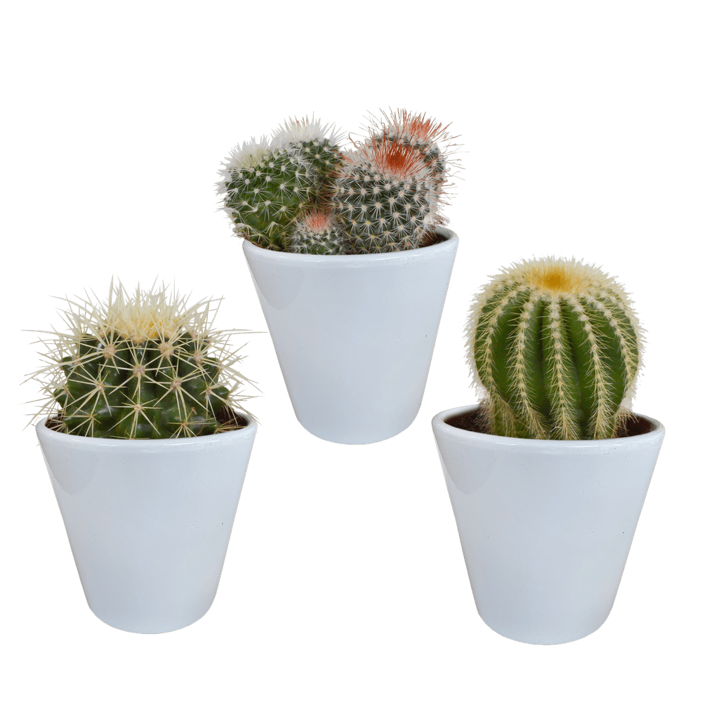 Mélange de cactus boule - en pot blanc - ø9,5cm - ↕16cm - plante d’intérieur