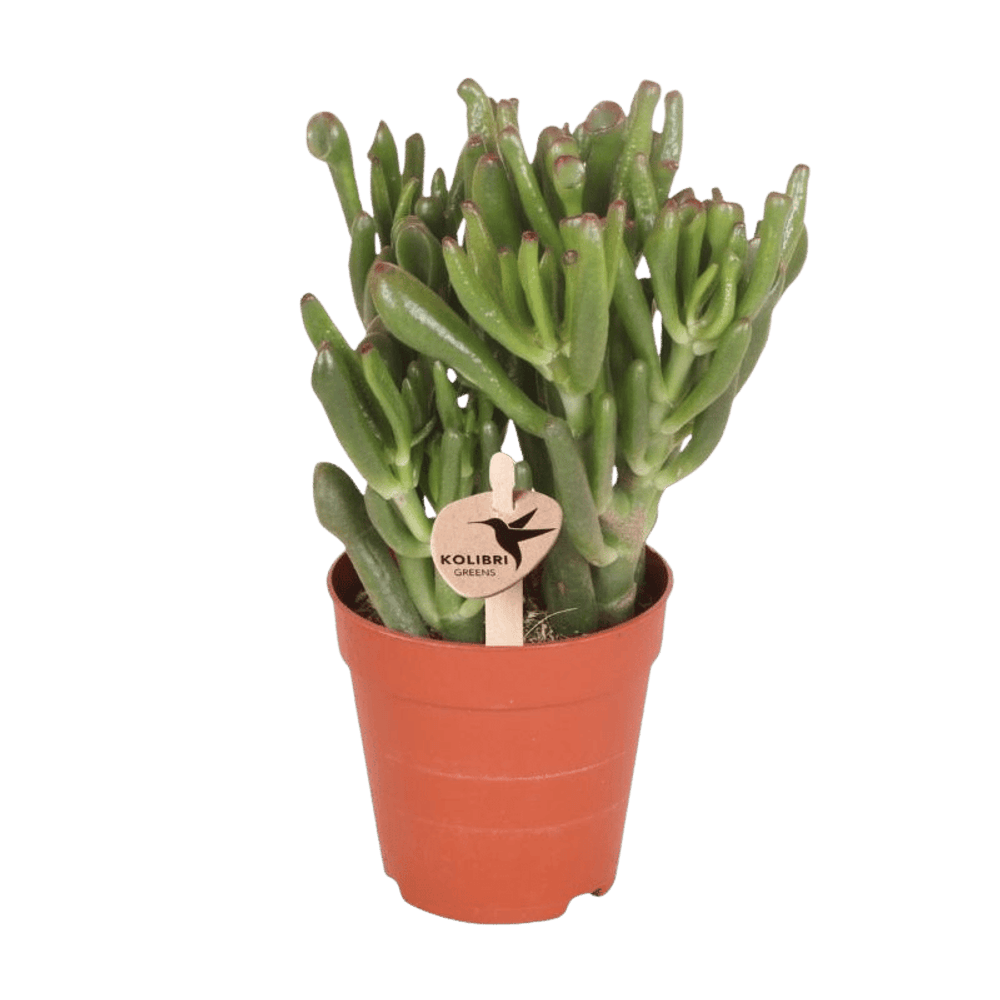Crassula hobbit h18cm - succulente - plantes d'intérieur