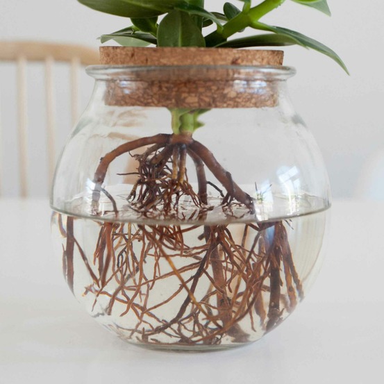 Clusia met et son ampoule vase - les kit