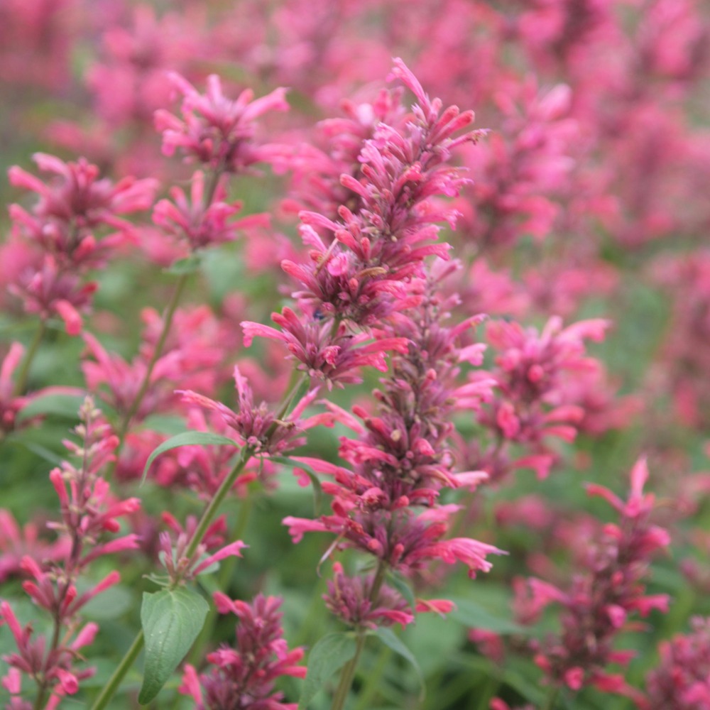 Agastache 'red fortune' pot de 2l/3l