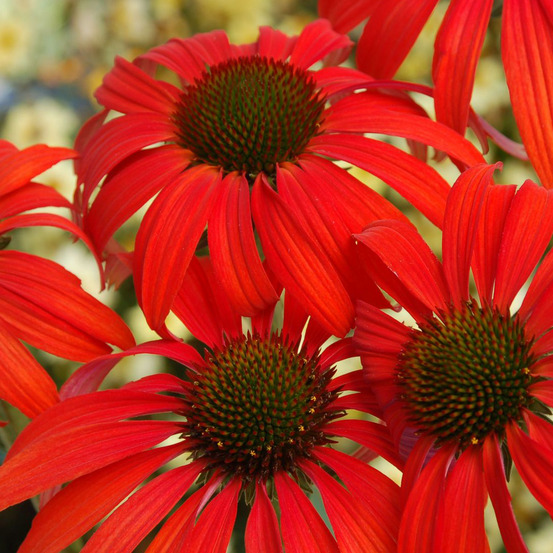 6 x rudbeckia pourpre 'tomato soup' - echinacea purpurea 'tomato soup' - godet 9cm x 9cm