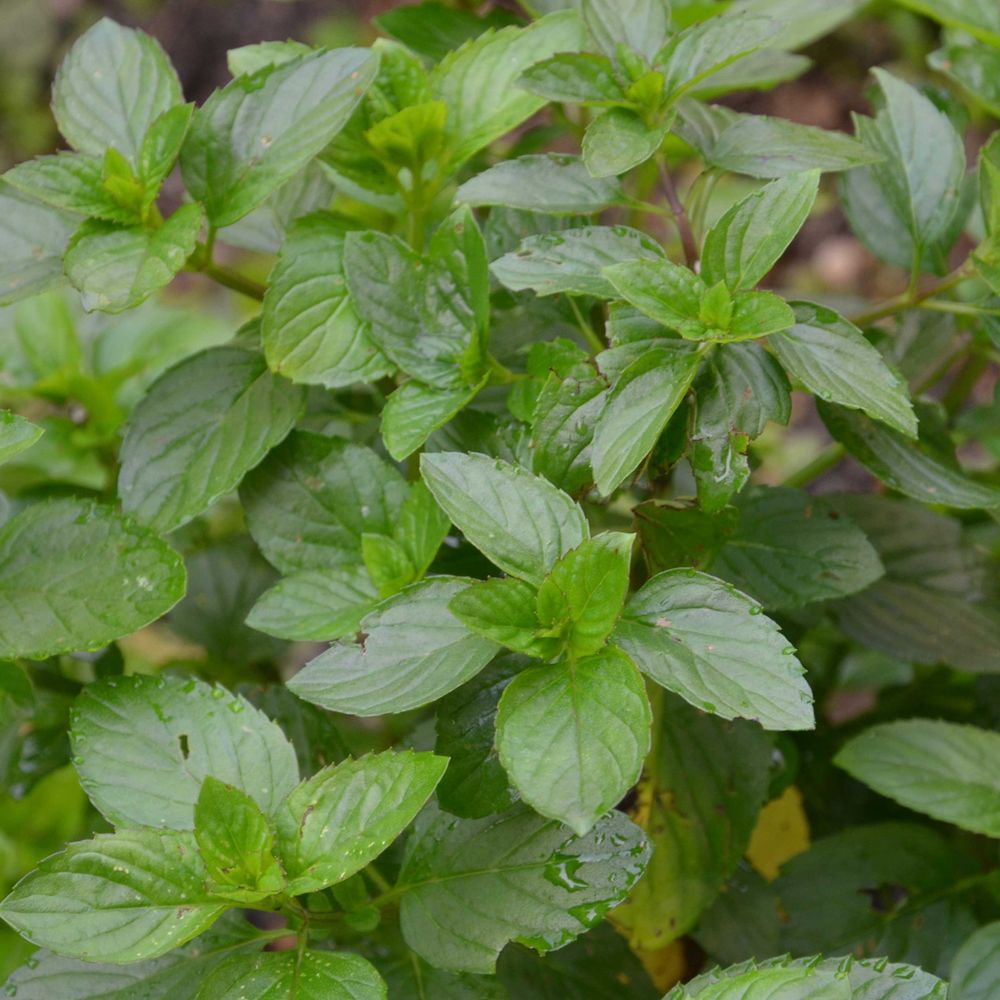 Menthe 'bergamote' godet de 8/9 cm