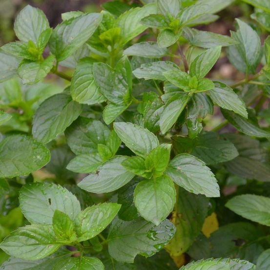 Menthe 'bergamote' godet de 8/9 cm