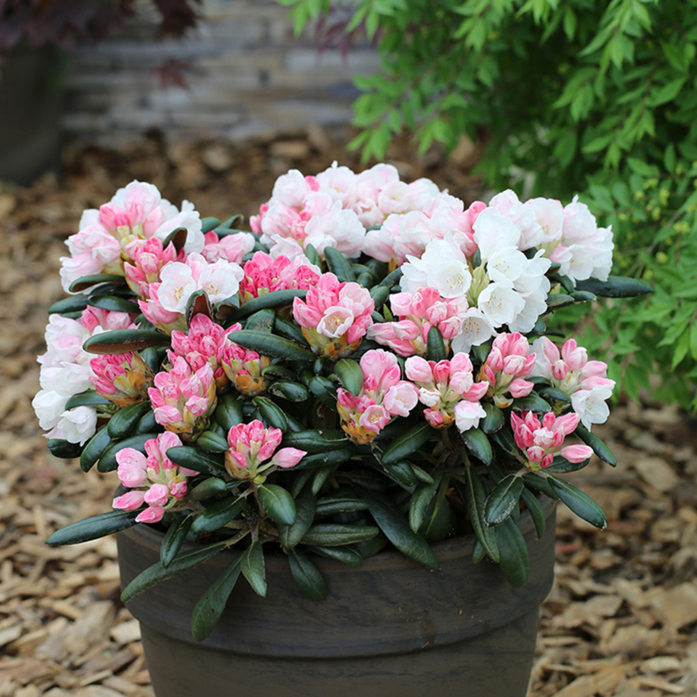 Rhododendron yakushimanum koichiro wada - rhododendron nain pot de 4l/5l