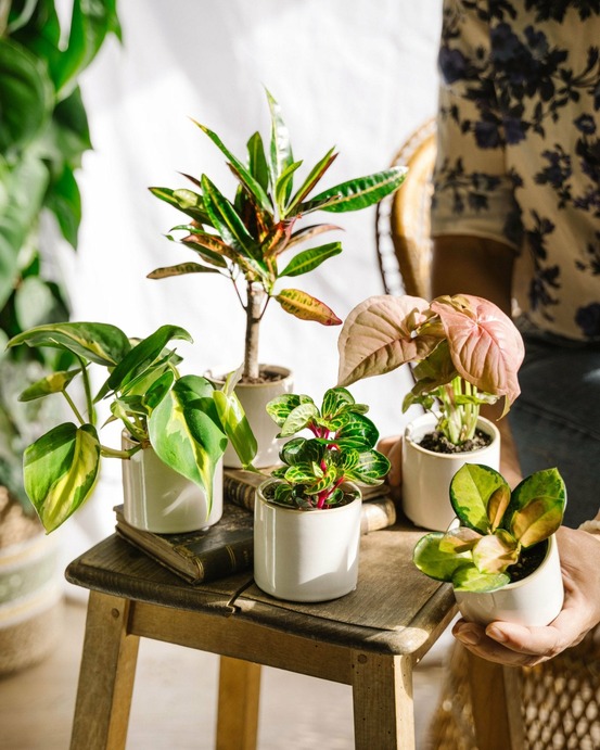 Coffret baby plantes 27cm - plante d'intérieur