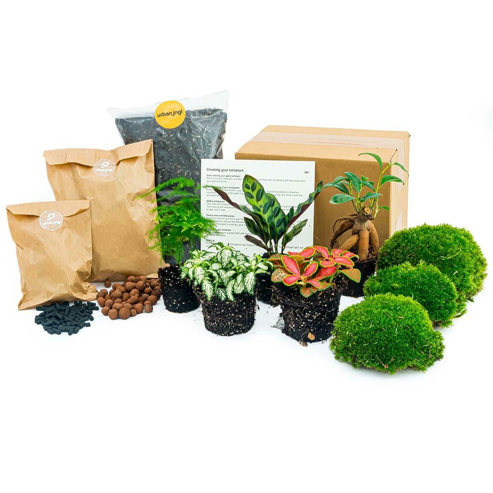 Kit rempotage plantes pour terrarium 5 plantes : calathéa + ficus + asparagus + 2 fittonia -