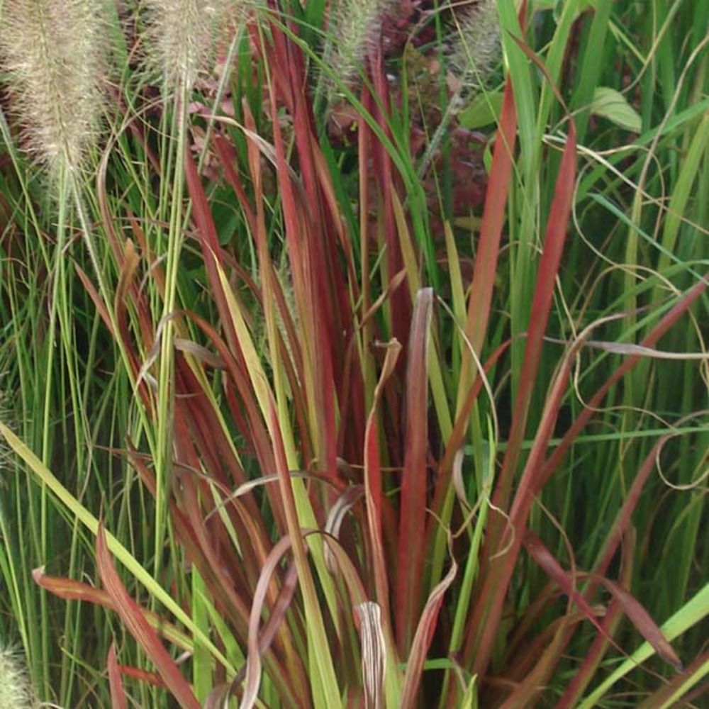 Imperata cylindrica 'red baron' pot de 2l/3l