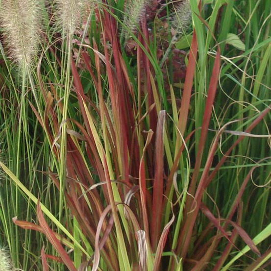 Imperata cylindrica 'red baron' pot de 2l/3l