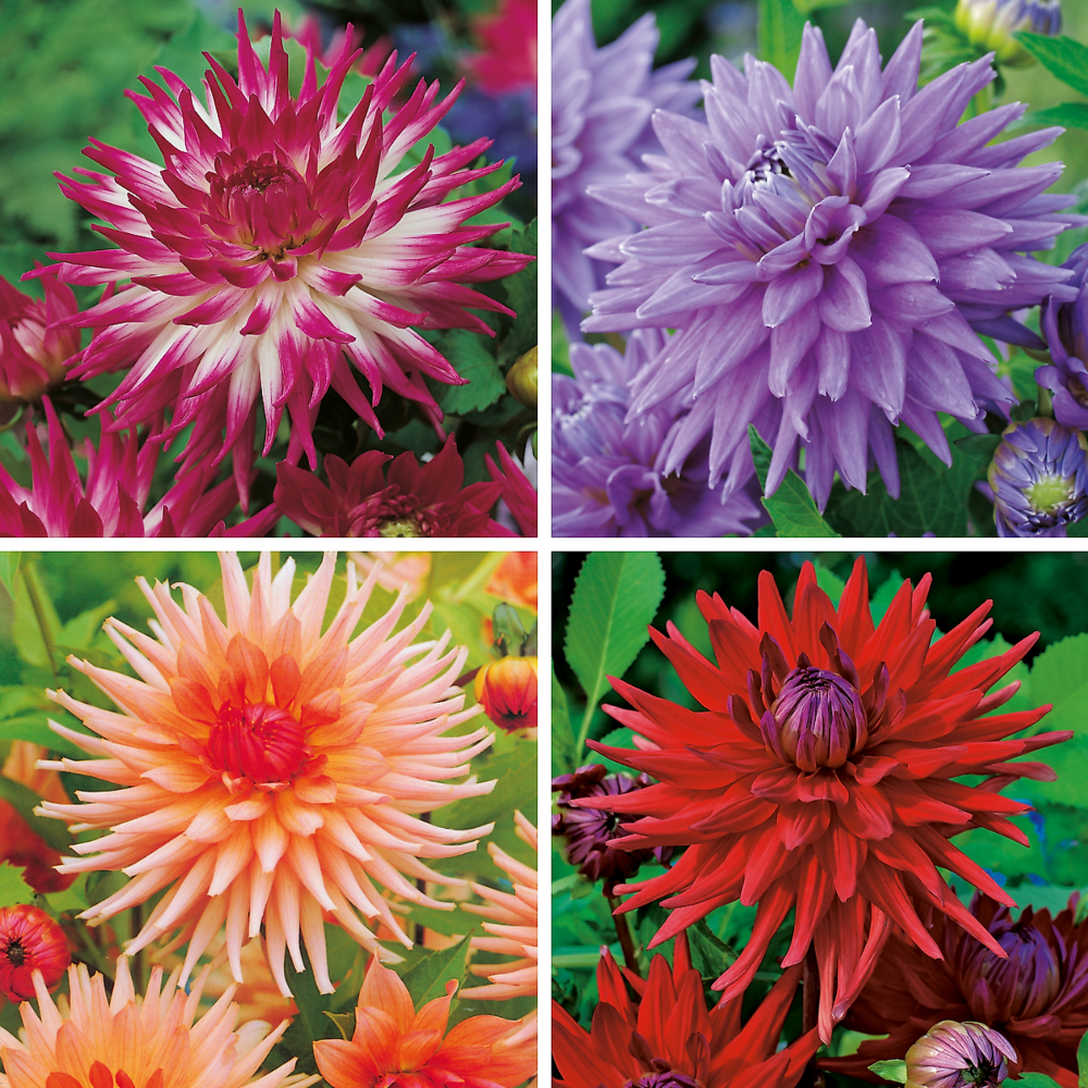Offre speciale dahlias cactus - 4 bulbes