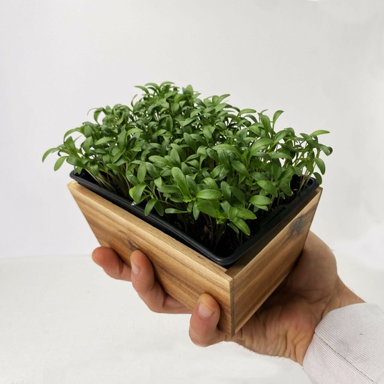 Graines de micro pousses de coriandre