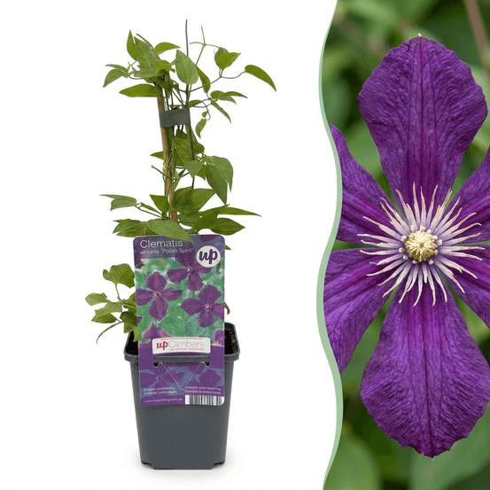 Clématite polish spirit - 4 plants - h 35 cm, pot ø9 cm