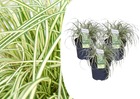 Carex hachijoensis 'evergold' - lot de 3 - pot 14cm - hauteur 25-35cm