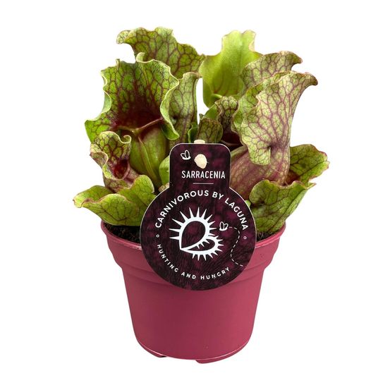 Sarracenia - ø12 ↕20 - plantes d'intérieur