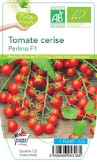 Tomate cerise perlino f1 -plant ab en  pot 0.5 l-plante du jardin