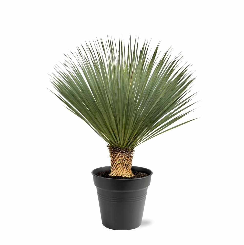 Yucca rostrata - h120 cm - ø40 cm