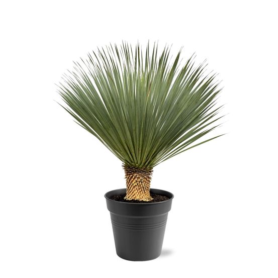 Yucca rostrata - h120 cm - ø40 cm