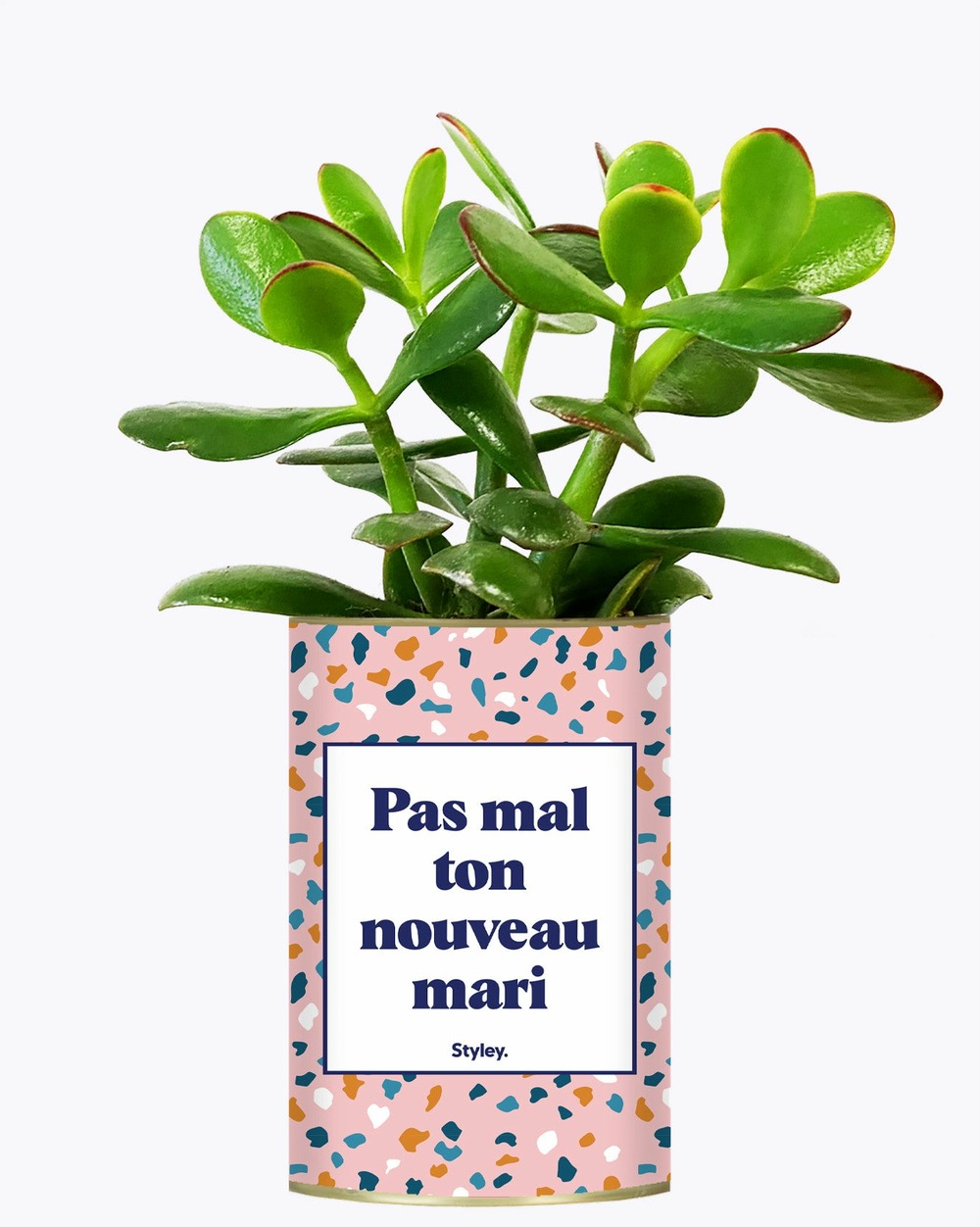 Plante personnalisée - pas mal ton nouveau mari - plante
