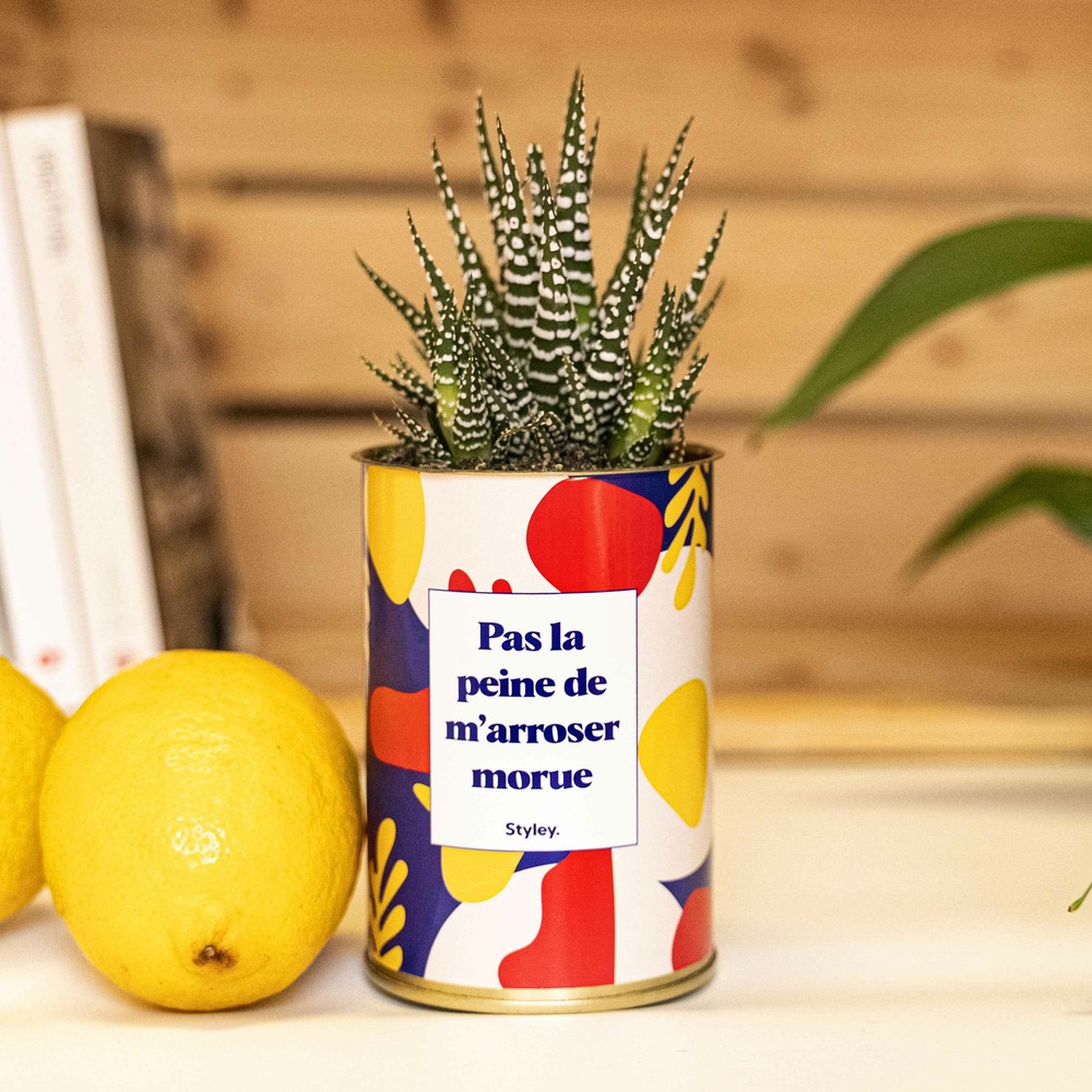 Plante personnalisée - pas la peine de m'arroser morue - cactus