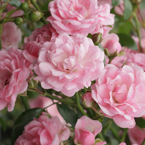 Rosier the fairy rose - le pot / 3l / hauteur livrée 15-40cm