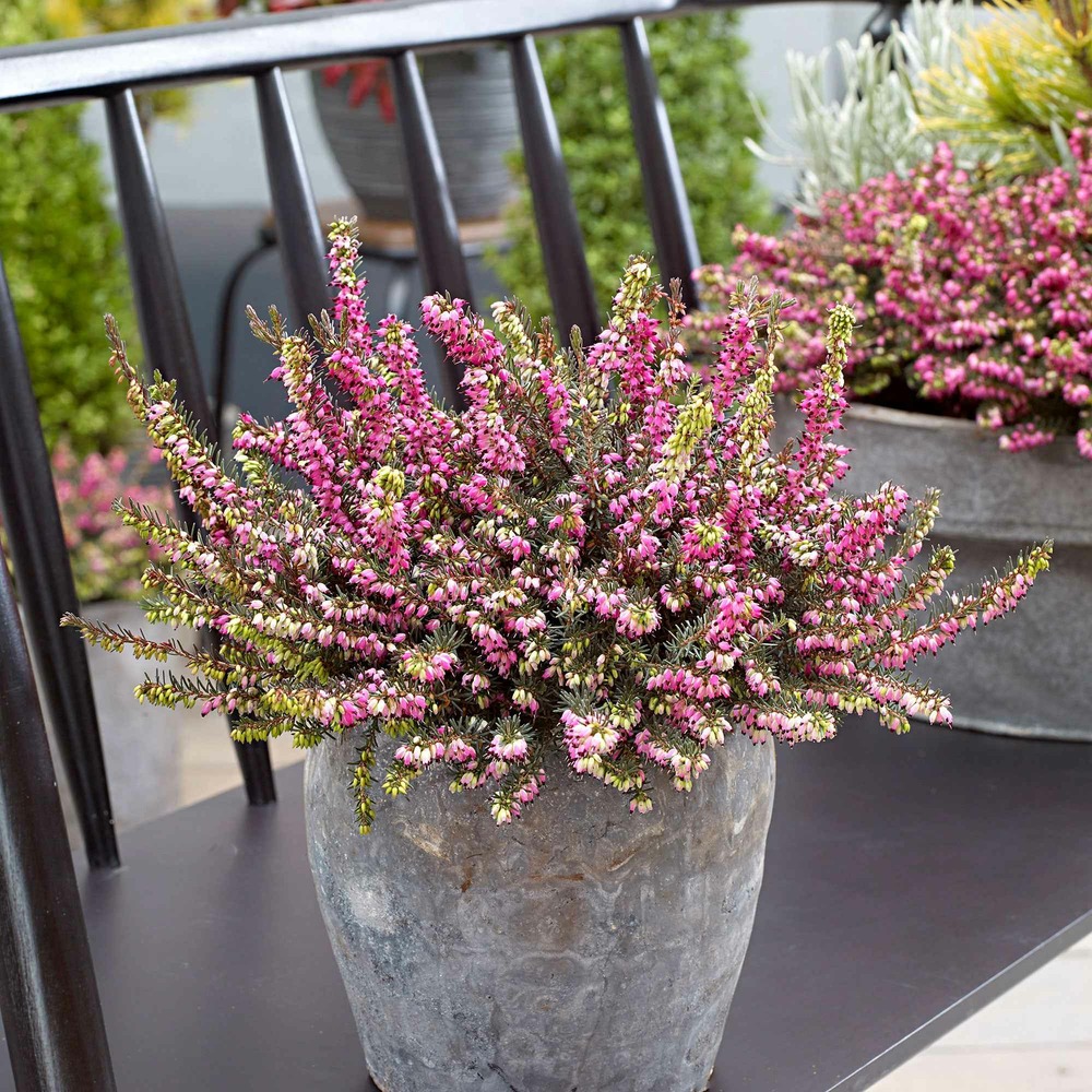 Lilas des indes lilas d'été petite red - le pot / 1.3l / hauteur livrée 15-20cm, vendu par lot de 2