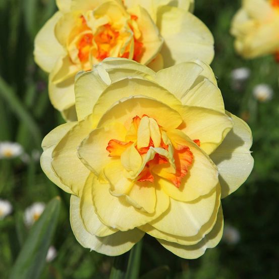 Narcisse à fleurs doubles 'tahiti' bulbe calibre 12+ (par 5)