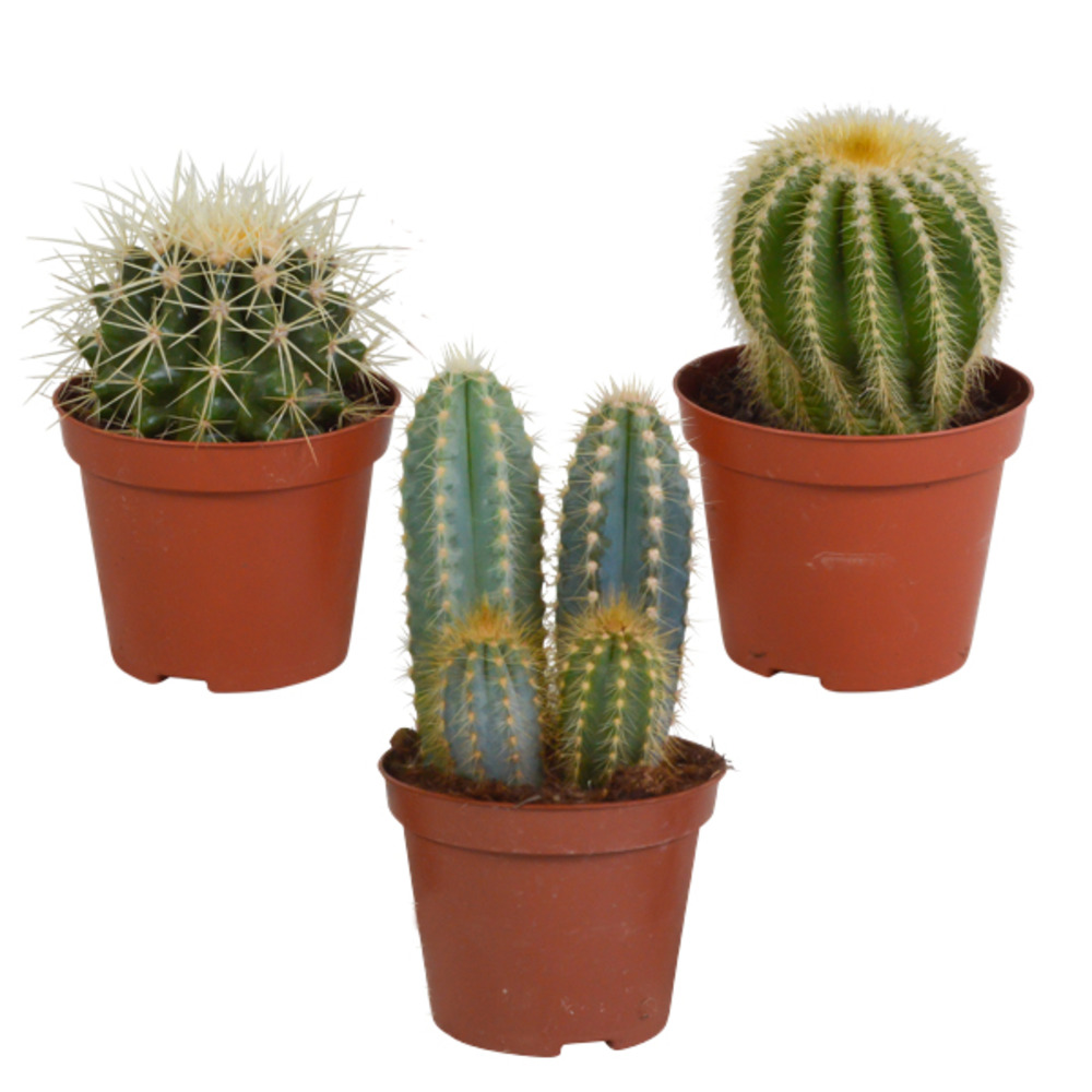 3x ball cactus mix - plante d'intérieur - facile d'entretien - ⌀8.5 cm - ↕15-20 cm
