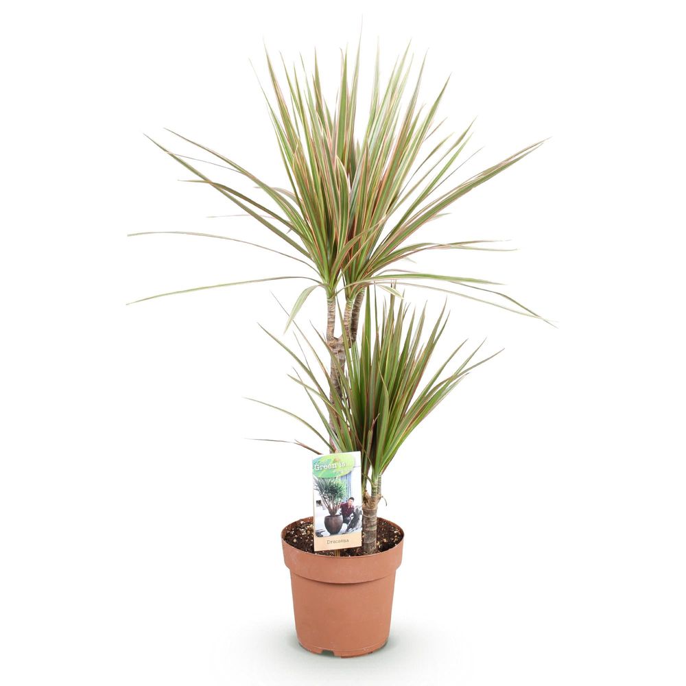 Dracaena marginata bicolor