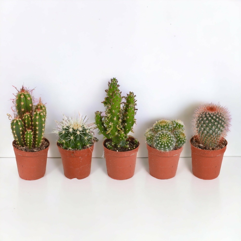 Coffret cactus - lot de 5 plantes, h13cm