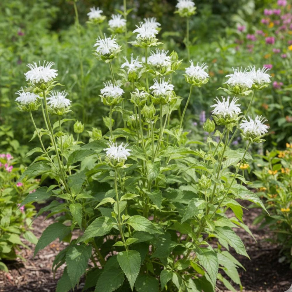 Monarde schneewittchen godet - 5/20 cm