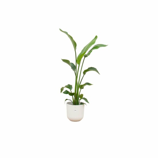 Strelitzia nicolai 120 cm et son pot blanc 23cm - hauteur 120cm