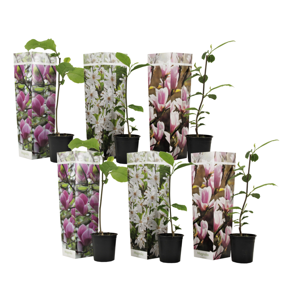 Arbre à tulipes - set de 6 - magnolia - hauteur 25-40cm - ⌀9cm