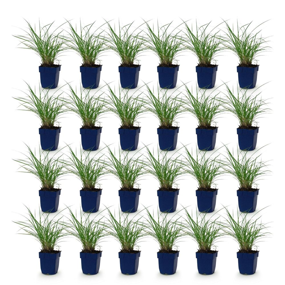 Roseau de chine 'red chief' - lot de 24 - pot 11 cm - hauteur 25 cm - plante d'extérieur