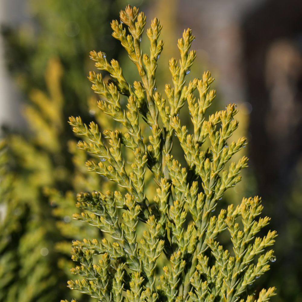 Thuya de chine aurea nana - platycladus orientalis aurea nana 25/35cm pot 2,5l