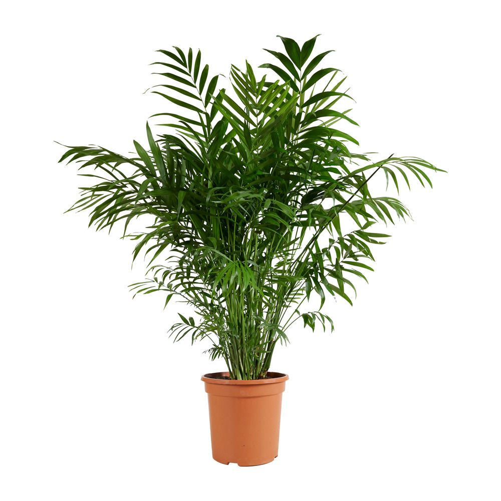 Chamaedorea elegans - palmier nain mexicain - plantes d'intérieur - h. 80-100 cm - p. 20 cm