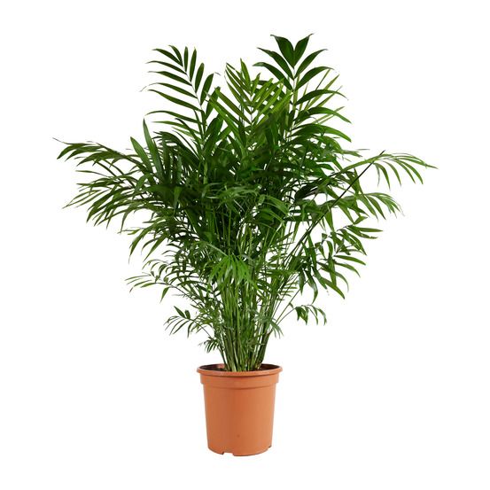 Chamaedorea elegans - palmier nain mexicain - plantes d'intérieur - h. 80-100 cm - p. 20 cm